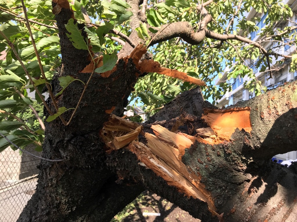 台風で倒れた樹木
