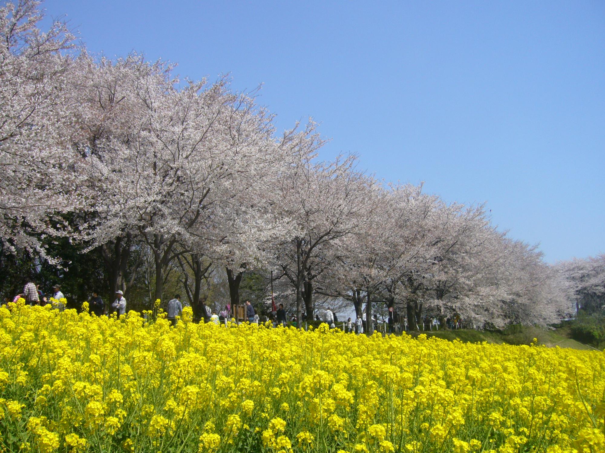 町田さくらまつりの様子