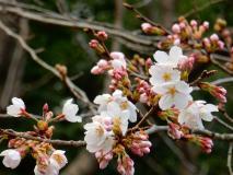 開いた桜の様子の写真