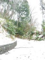 鎌倉街道よりひなた村へあがる坂道にある常緑樹の周りに積もる雪の様子の写真