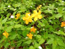 明るい黄緑色の葉に濃い黄色の花のヤマブキの写真