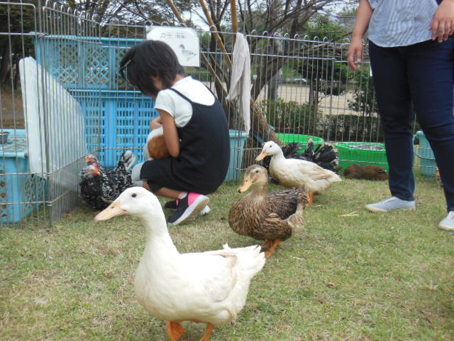 ふれあい動物園の様子