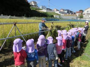 子どもたちが稲刈りに挑戦している写真